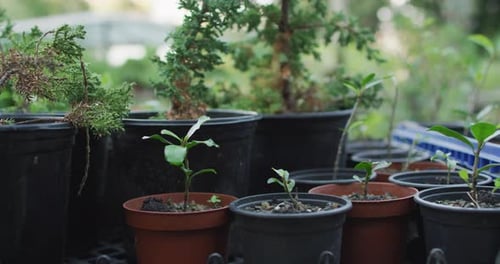 Pots with diverse plant seedlings at garden center