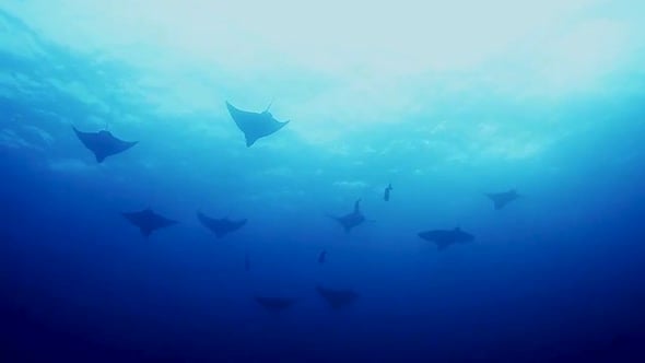 Encounter with many eagle rays in the Caribbean Sea of Mexico, Nature ...