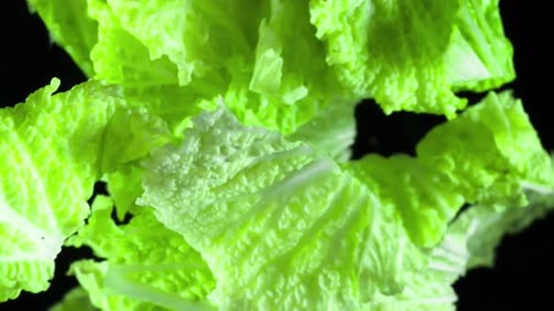 Romaine Lettuce Leaves Crisp and Fresh Falling