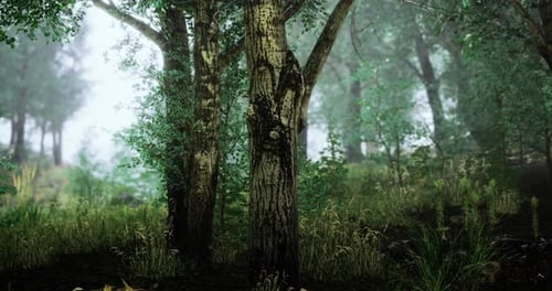 Enchanted Forest Shrouded in Mist During Early Morning Hours