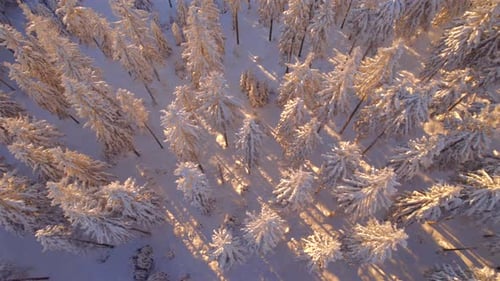 Luftbild über dem Wald im Winter