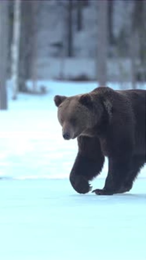 Brown Bear Walking Across a Snowy Plain