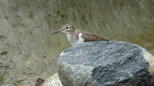 Flussuferläufer (Actitis hypoleucos) Watvogel, der hinter einem Stein steht und Kopf und Unterkörper schüttelt U