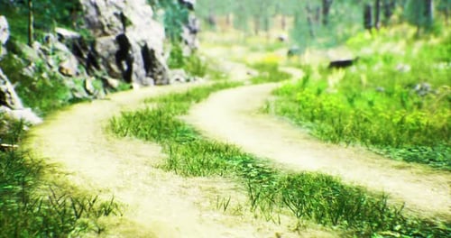 Winding Dirt Path Through a Vibrant Green Forest Landscape with Rocks