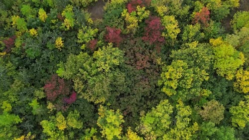 Top Down View of Autumn Forest Fall Woodland Aerial Shot Drone Fly Over Pine Trees and Yellow