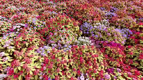 An Endless Field Decorated With Colorful Flowers