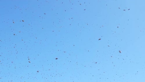 Swarm of Insects Flying Against Bright Blue Sky