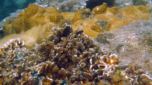 The Underwater Coral Reef is Teeming with a Variety of Marine Life Forming a Stunning and Rich