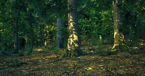 Sunlight Filters Through Trees in a Lush Forest During Autumn