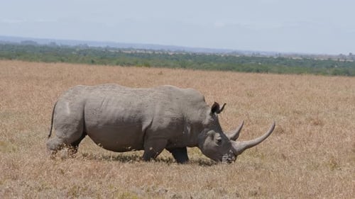 Vom Aussterben bedrohte Spitzmaulnashörner, die in der Trockensavanne des Ol Pejeta Conservancy spazieren gehen.