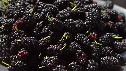 Morera en un tazón, cosecha de moras en verano, fruta, fondo alimenticio