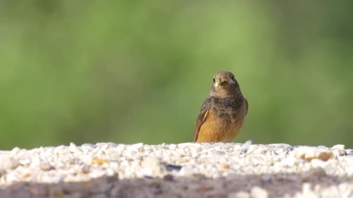 Black redstart female feeding, Close up