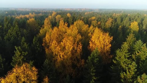 Seasonal forest aerial view in fall and early morning sunlight with fog