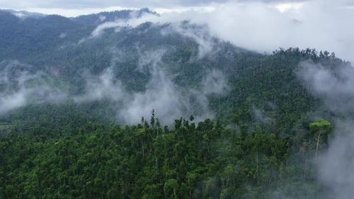 Green Tropical Mountains with Fog Aerial View