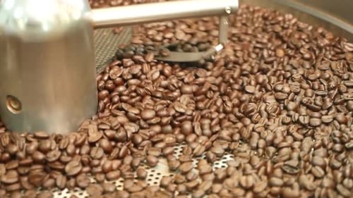 Roasting Fresh Coffee Beans in Roasting Machine
