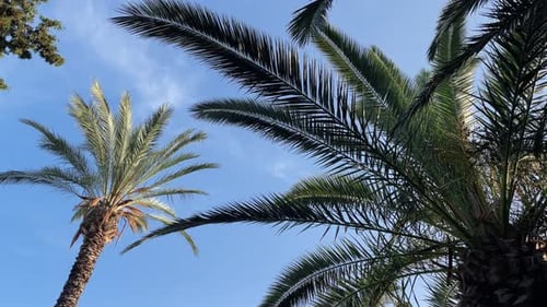 Lush Palm Trees Against Blue Sky