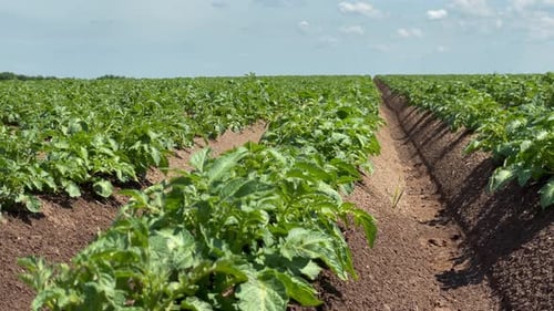Green Field of Flowering Potatoes