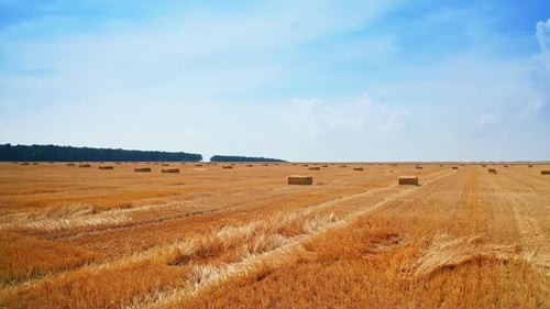 Bales of hay left on the vast field after harvesting wheat.