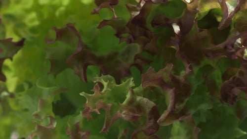 Close-Up of Fresh Green Lettuce Leaves