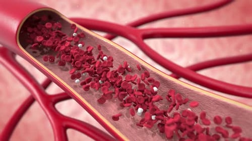 3D Animation of Red Blood Cells Flowing in Vessel