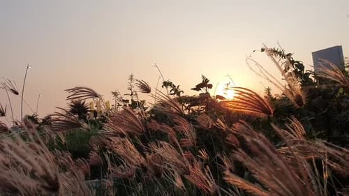 Silberne Grasblume, die im Wind über dem Sonnenuntergang weht