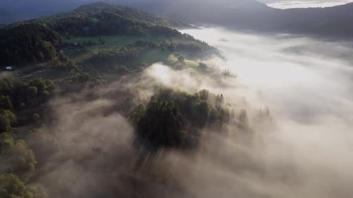 Scenic Aerial View of Forest in Morning Fog with Dramatic Light Rays Streaming Through Treetops