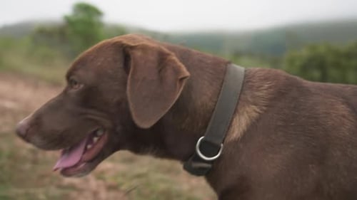 Brown Labrador Retriever Dog Walking Outdoors