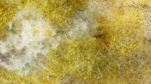 A close-up view of mold and fungus growing on bread.