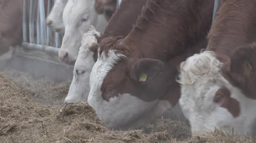 Cows Are Standing In A Stall And Eating