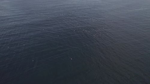 Flock Of Seabirds Flying Over The Calm Sea. - aerial