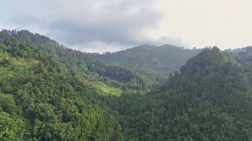 Luftaufnahme über einen Wald im Tal am bewölkten Morgen.