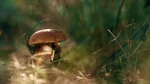 Forest Mushroom Edible in Wild Autumn Woodland. Sunlight in Macro View Of