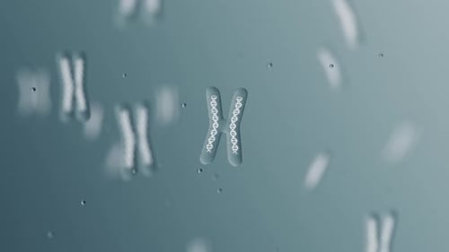 X Chromosomes with DNA helix inside under microscope. Human chromosome