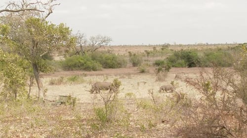 White Rhinoceros (Ceratotherium simum) tiny calf following it's mother, Lock shot in high angle