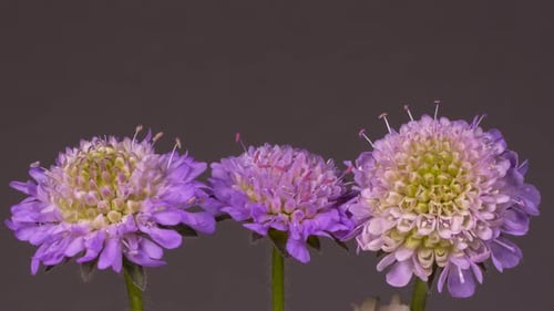 Coussin à épingles Floraison, floraison, timlapse