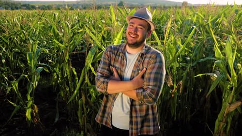 Happy Man in Cornfield with Crossed Arms