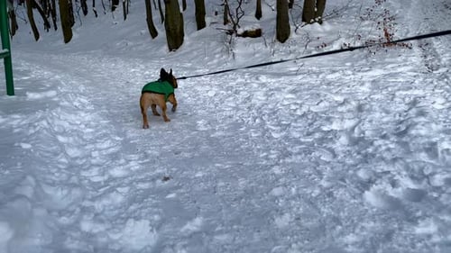 Walking Dog With A Leash In A Snowscape Forest. - FPV Shot