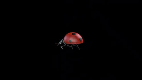 Ladybug Fly to Stand Idle