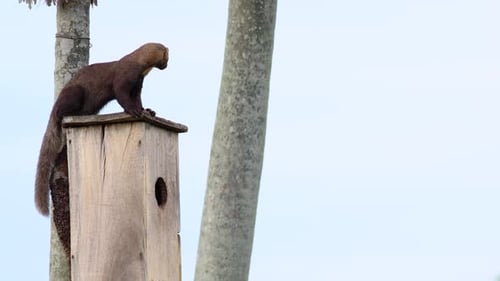 Une belette Tayra sur son nichoir essaie de manger des œufs d'oiseaux Alt Angel
