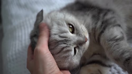 Gray Tabby Cat Being Pet at Home