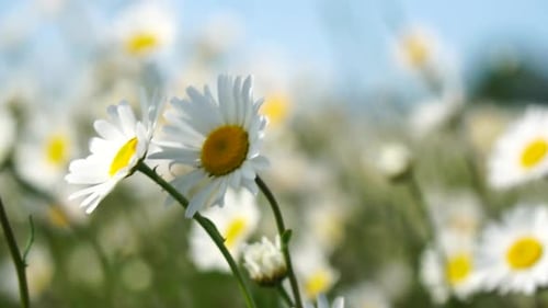 Chamomile White Daisy Flowers in a Field of Green Grass Sway in the Wind at Sunset Chamomile Flowers