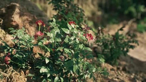 Fleurs rouges en fleurs parmi le feuillage vert dans l'Inde rurale pendant la journée