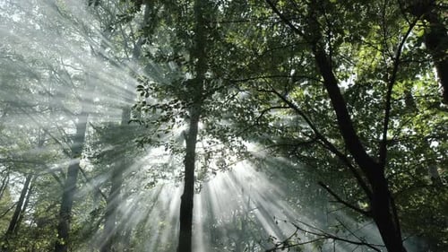 Forest mist and sun rays in trees
