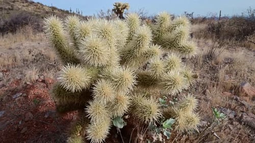 Springender Cholla-Kaktus im Phoenix Valley