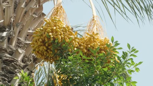Zoom out, Close-up of a palm tree laden with golden Dates, highlighting the abundance of the fruit