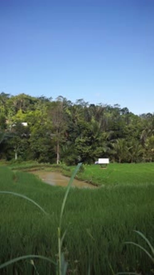 beautiful rice fields under mountains and green trees in countryside with blue sky during day time
