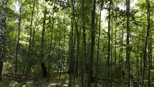Fresh green forest in the early morning and sun glare