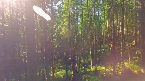 Smooth Flight Between the Trees Close to Branches in a Fabulous Forest