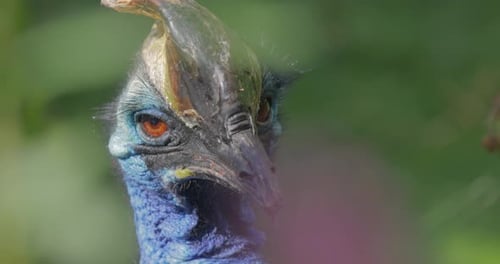 Southern cassowary (Casuarius casuarius), also known as double-wattled cassowary, Australian