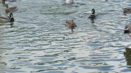 Duck and drake swim in the pond looking for food. Duck pond with water birds. Flock of ducks